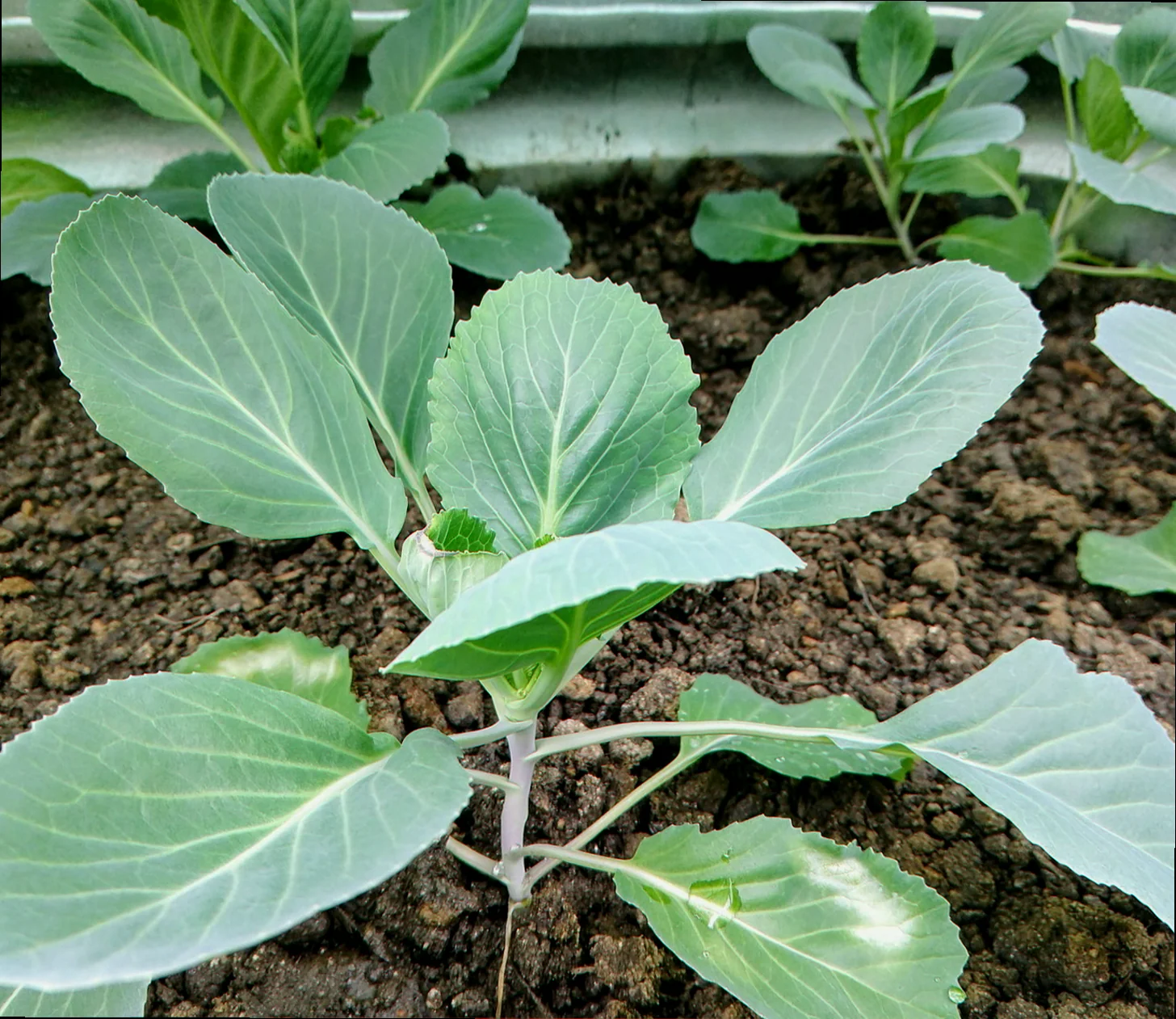 when should you plant cabbage