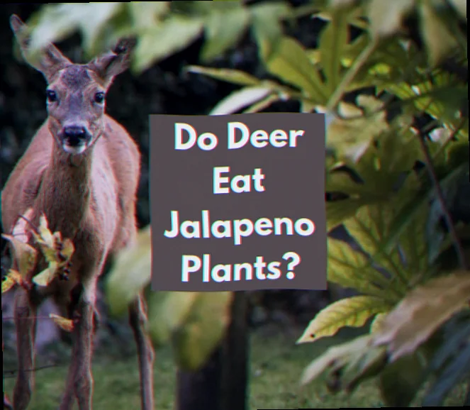 will deer eat jalapeno plants