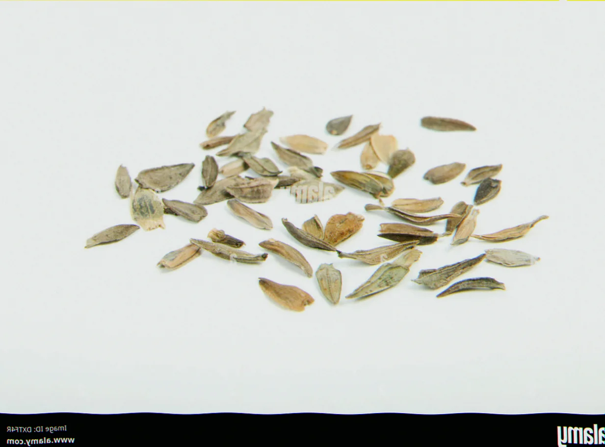 zinnia seeds look like